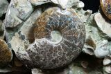 Massive Ammonite Cluster - Wide #8969-2